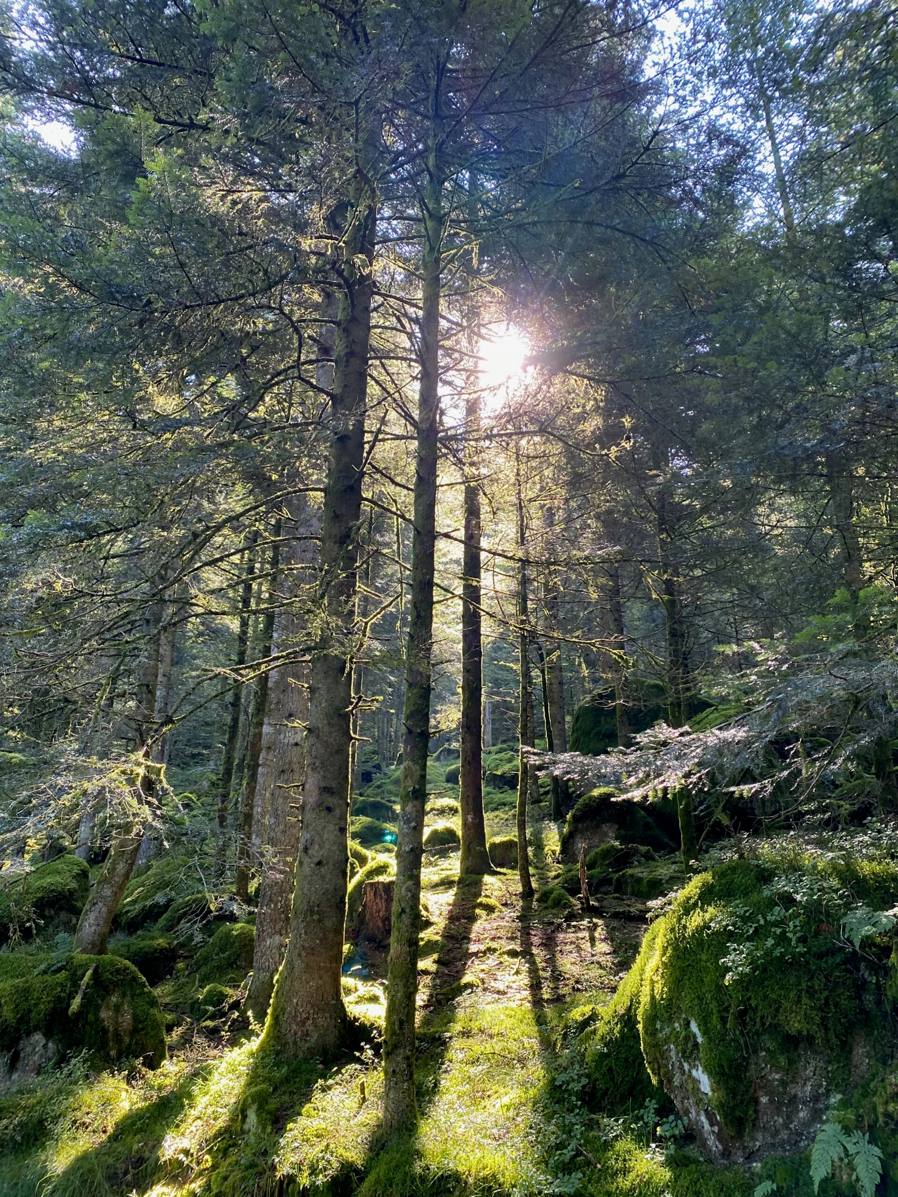 Dans les Vosges